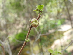 Glochidion apodogynum