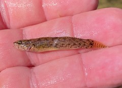 Etheostoma nigripinne