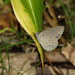 Erina hyacinthina hyacinthina - Photo (c) Victor W Fazio III, some rights reserved (CC BY-NC), uploaded by Victor W Fazio III
