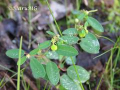Euphorbia macropus