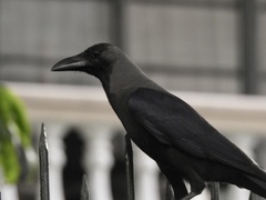 Corvus splendens