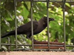 Corvus splendens