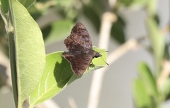 Pellicia arina