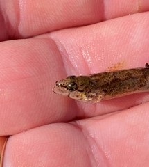 Etheostoma nigripinne