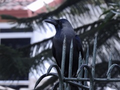 Corvus splendens