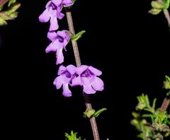 Prostanthera decussata
