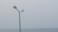 Monticola solitarius