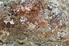 Xanthoparmelia australasica