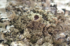 Xanthoparmelia australasica