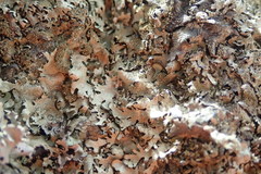 Xanthoparmelia australasica