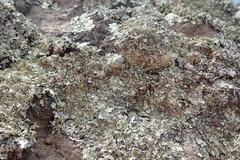 Xanthoparmelia australasica