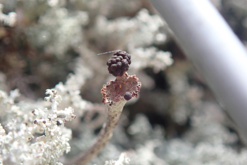 Cladonia corymbescens in life