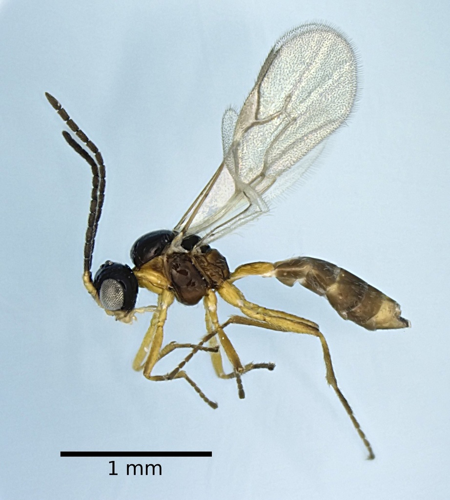 Aphidiini