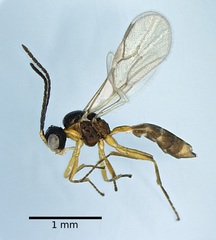 Aphidius colemani