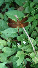 Neurothemis terminata