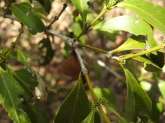 Psydrax lamprophylla