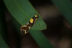 Epithymema helias