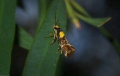 Epithymema helias