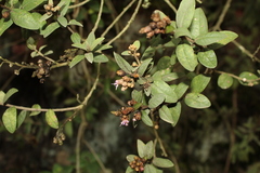 Lepidaploa karstenii