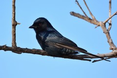 Dicrurus adsimilis fugax