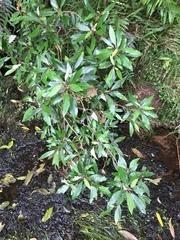 Olearia cheesemanii