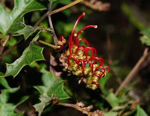 Grevillea steiglitziana N.A.Wakef.