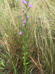 Liatris cokeri