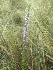 Liatris cokeri