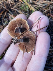 Hydnellum subzonatum