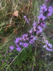 Liatris cokeri
