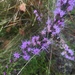 Liatris cokeri - Photo (c) Robert Gilson, algunos derechos reservados (CC BY-NC), subido por Robert Gilson