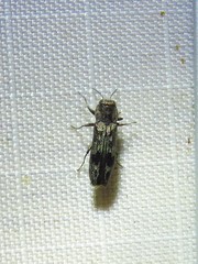 Agrilus lecontei