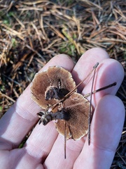 Hydnellum subzonatum