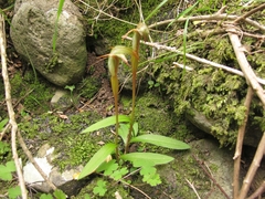 Pterostylis areolata