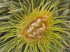 Aciphylla colensoi