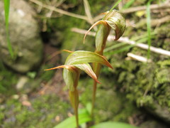 Pterostylis areolata