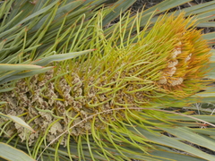 Aciphylla colensoi