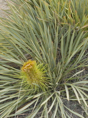 Aciphylla colensoi