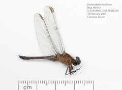 Erythrodiplax basifusca