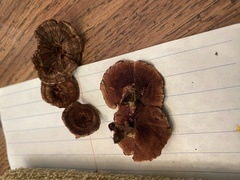 Hydnellum subzonatum