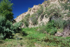 Erythrodiplax basifusca