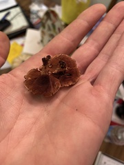 Hydnellum subzonatum