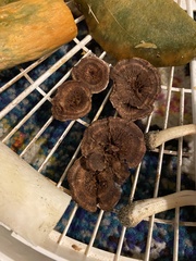 Hydnellum subzonatum