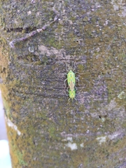 Urolabida