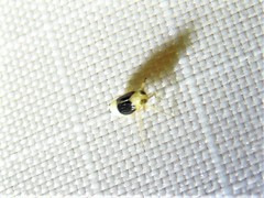 Syndelphax pseudoseminigra
