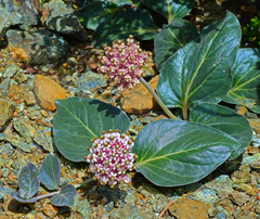 Asclepias solanoana