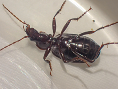 Platynus ovipennis
