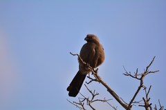 Corythaixoides concolor concolor