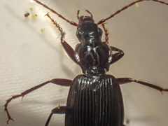 Platynus ovipennis