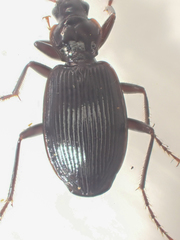 Platynus ovipennis